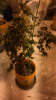 4C4C967C-7B10-4B10-8066-98BD724DCB2A.png 4C4C967C-7B10-4B10-8066-98BD724DCB2A.png