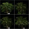 Dinafem Gorilla - Leaf Strip - Day 10.jpg