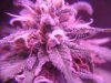 green crack sept 23 2018.JPG