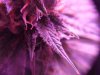 blue dream sept 26 2018.JPG