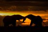 elephants-masai-mara-rift-valley-kenya-09.adapt.676.1.jpg