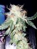 mir_20181002_215938.jpg