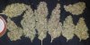 Outdoor_Kushauto.jpg
