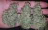Outdoor_Kushauto1.jpg