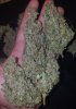 Outdoor_Kushauto2.jpg