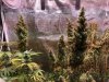 D2680506-7D58-401E-AA95-AF8AD83EDD4D.jpeg