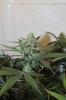 jabba pheno B.jpg