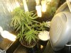 grow journal 411.jpg
