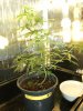 grow journal 413.jpg