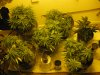 04192009Plants.jpg