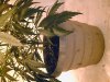 Grow pics 015.jpg