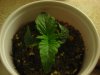 DSCN1077.jpg