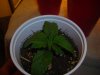 DSCN1090.jpg