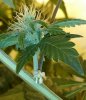 Reserva-Privada-Strawberry-Banana-Hermie2.jpg