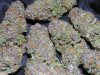 Blueberry-Kush-1.jpg