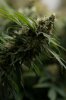 _Dinafem-Gorilla-Day-day54-p.jpg _Dinafem-Gorilla-Day-day54-p.jpg