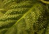 trichs.jpg