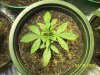 Plants 006.jpg
