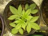 Plants 008.jpg