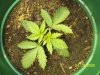 Plants 007.jpg