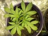 Plants 009.jpg
