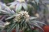 Wk 15 bud 2.JPG