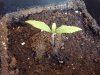 Yellow seedling.JPG