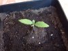 Pale Seedling.JPG