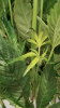plant problem 0011.png plant problem 0011.png