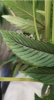 plant problem 0012.png plant problem 0012.png
