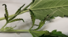 plant problem 0013.png plant problem 0013.png