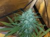 FLC Fruit Day 67.jpg