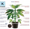 Potassium-_deficiency_marijuana_diagram.jpg