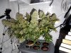 cannabis-just-before-harvest.jpg