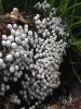 mushrooms.jpg