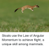stoats-use-the-law-of-angular-momentum-to-achieve-flight-2670927.png
