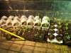 Seedlings first batch 420.jpg