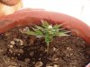 lidy-bugs-albums-first-grow-picture52106-week-4.jpg