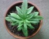 Day 24; 420! (1).jpg