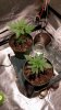 IMG-20181209-WA0007.jpeg
