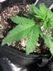 Leaf spots1.jpeg