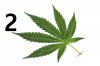 a-marijuana-leaf2.jpg