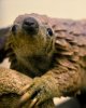 pangolin-pic-by-orin-zebest-on-flickr-CROPPED.jpg