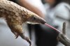 a0308ebb4887a2c8cf04dda2d4a48a80--armadillo-awesome-stuff.jpg