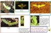 Comparison - Day 1 - 9 Growth.jpg