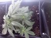 day28 lst.jpg