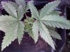 day 28 after topping.jpg