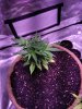 IMG_20181218_075004.jpg