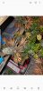 Screenshot_20181231-222943_Gallery.jpg