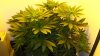 Day 4-44 Super Skunk HPS.jpg